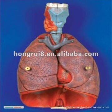 ISO 2012 Menschlicher Kehlkopf, Herz- und Lungenmodell HR-320